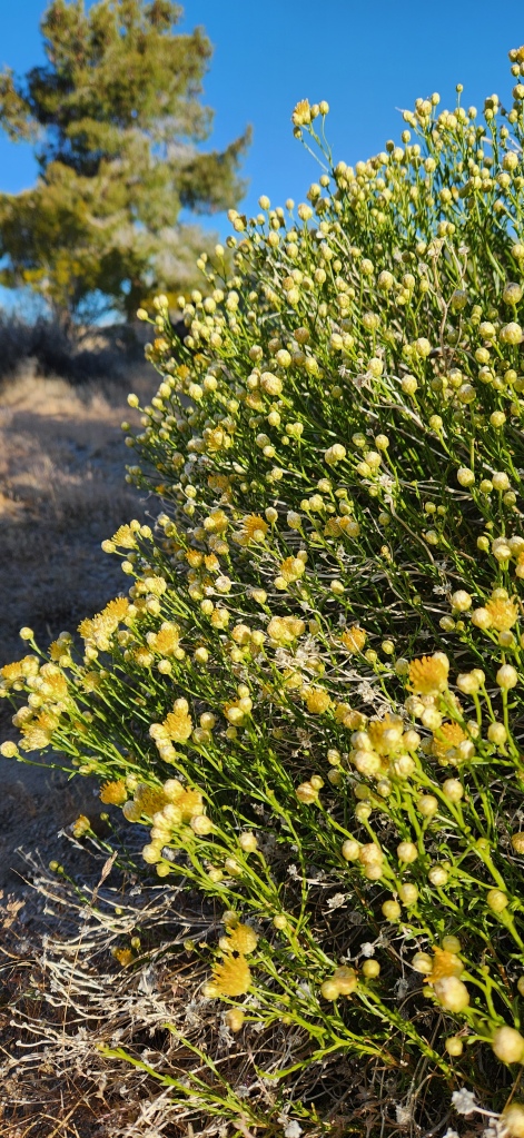 yellow desert flowers